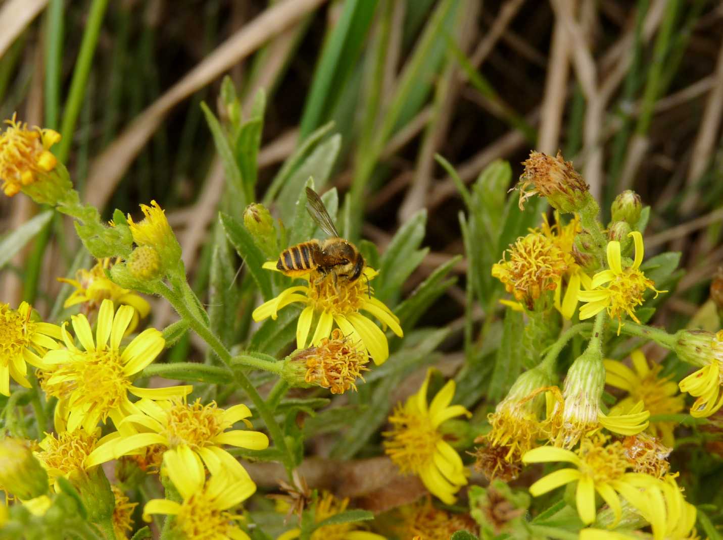 Apidae Megachilinae?   S, Megachile sp.
